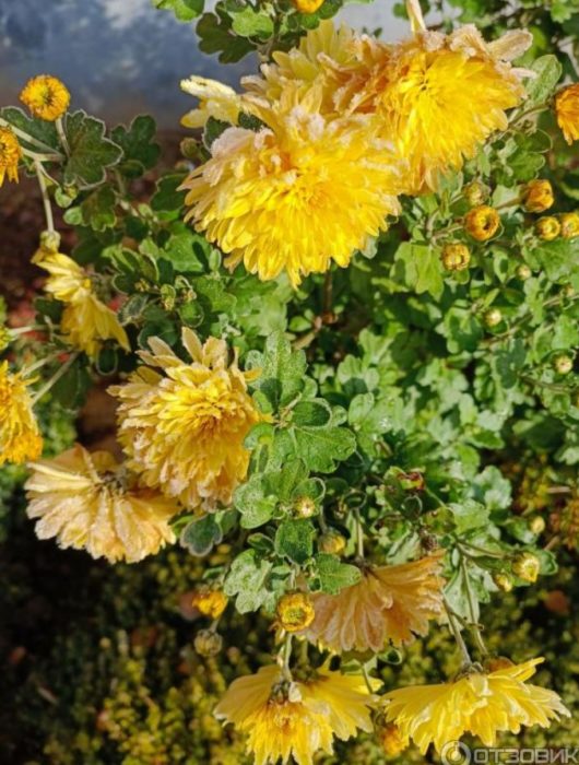 Хризантемите цъфтят преди замръзване