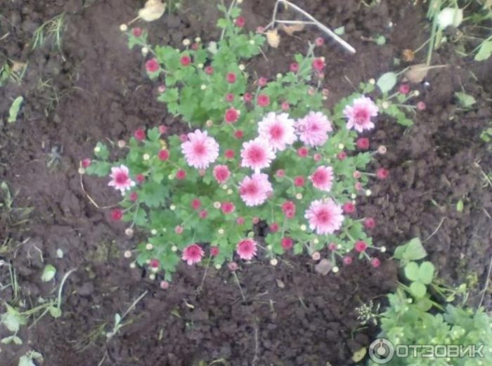 Хризантема в цветна леха