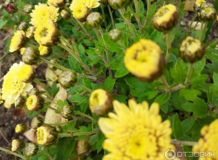 Жълти храстовидни хризантеми