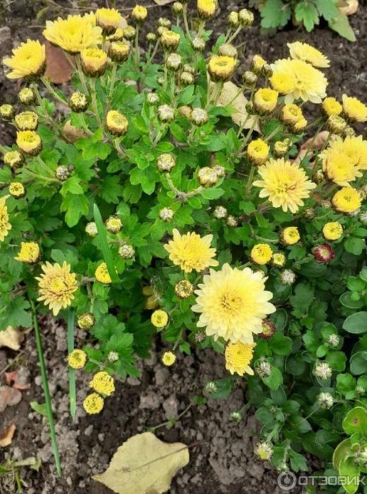 Жълто великолепие на хризантемите