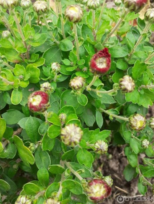 Разтваряне на цветовете на хризантемата