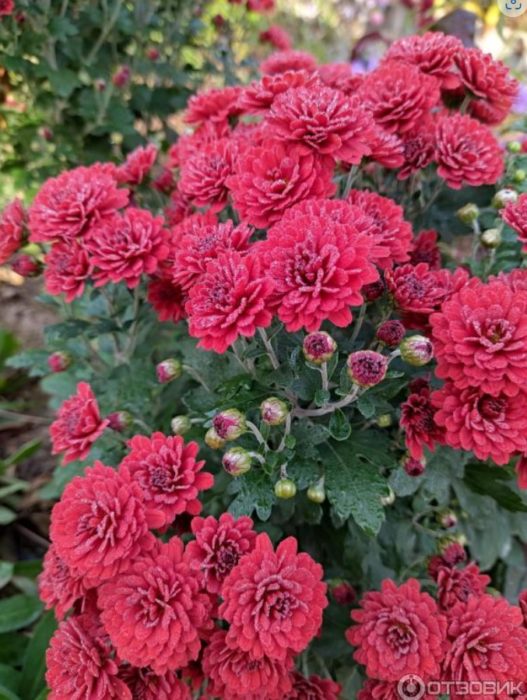 Цъфтящи хризантеми