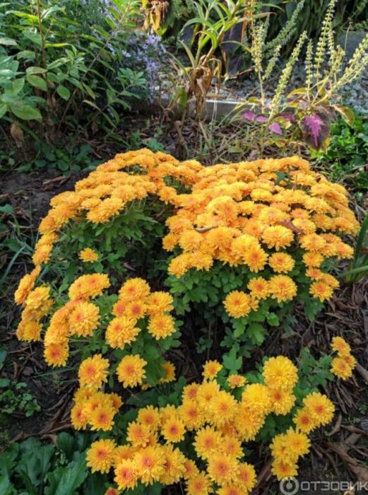 Голям брой цветя в храст хризантема