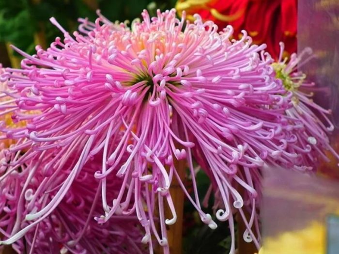 Паякообразна хризантема