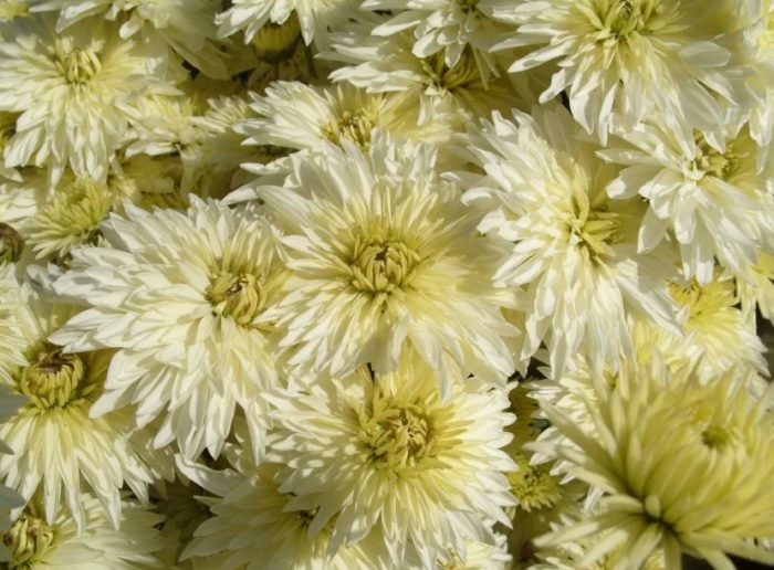 Полу-двойни съцветия