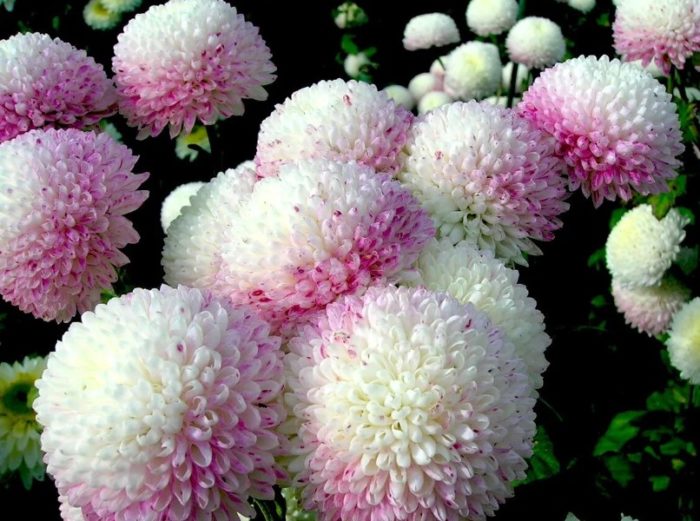 Хризантема с помпон