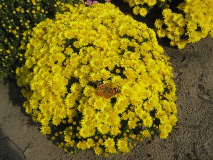 Хризантема Пуканки