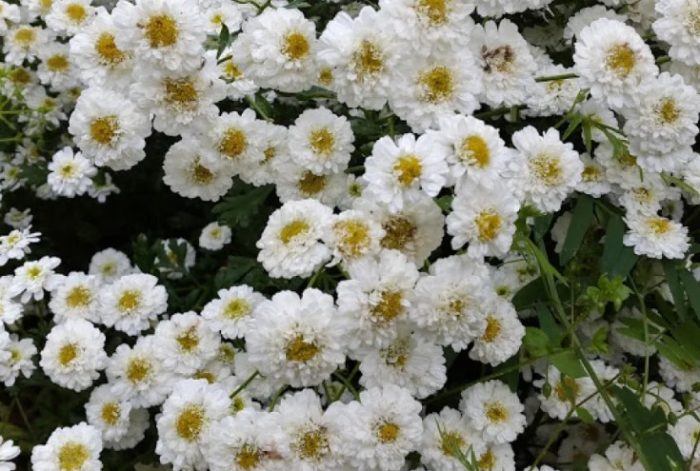 Тетрауайз сорт