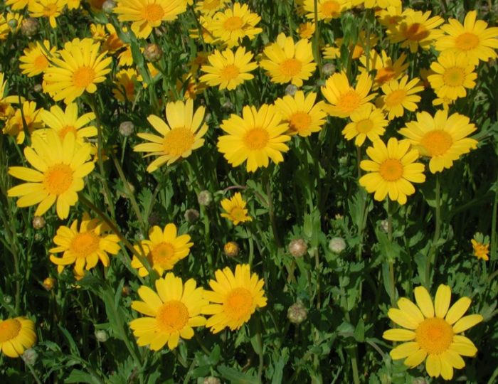 Видове хризантеми