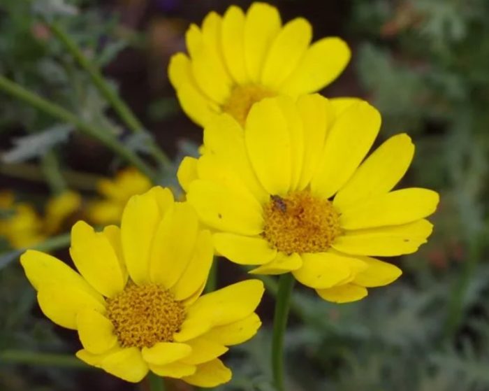 Сорт Глория