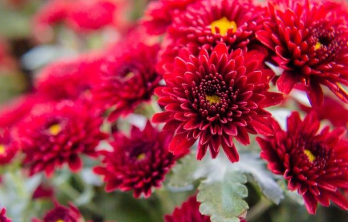 Сорт „Принцеса Амгард Червен“