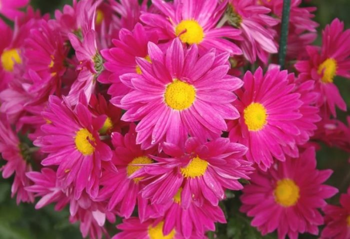 Прости съцветия