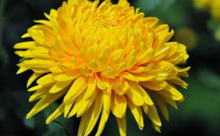 Сорт Риварди