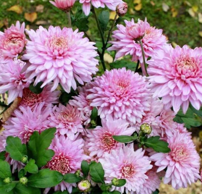 Розовото фламинго е разновидност на двойни хризантеми.