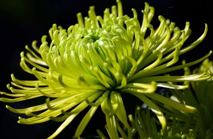 Сорт хризантема Shamrock