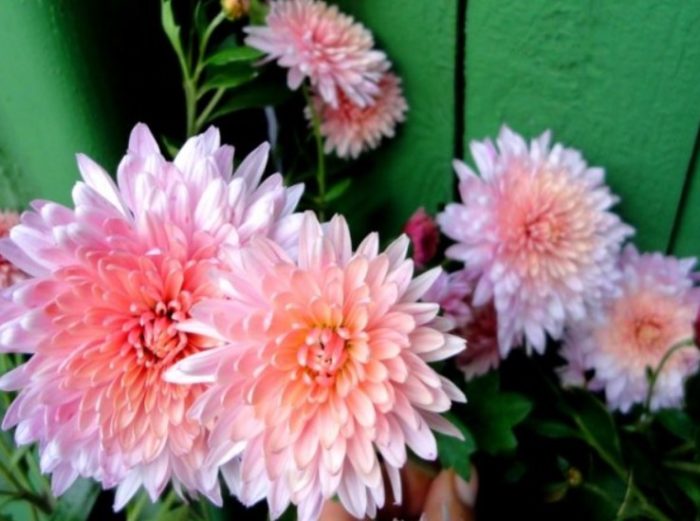 Сорт Лилава мъгла