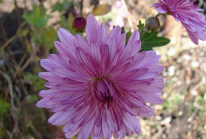 Разнообразие Тайфун