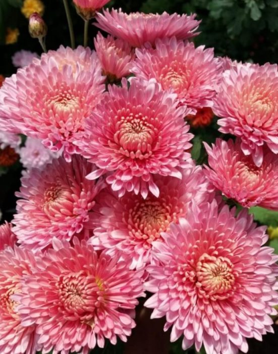 Хризантема Ден на Татяна