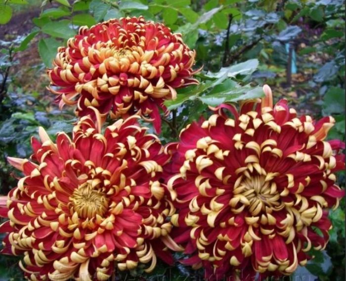 Сорт Том Пиърс