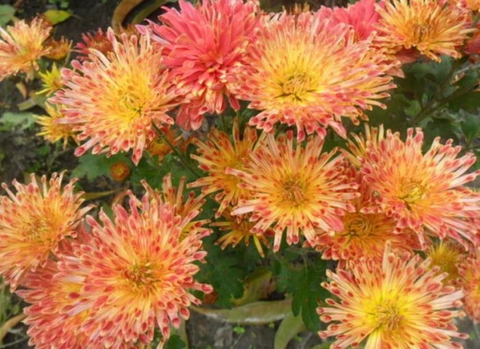 Разнообразие от есенни усмивки