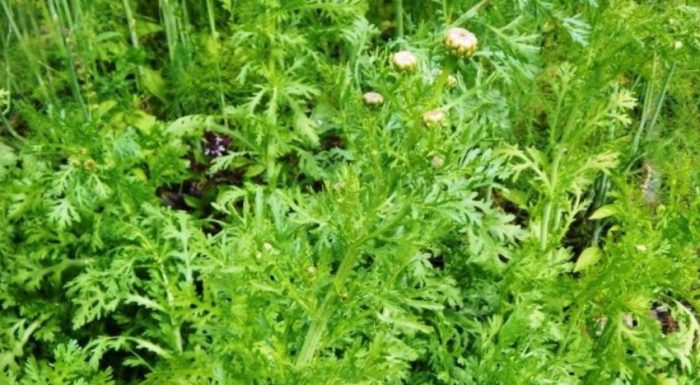 Коронована хризантема