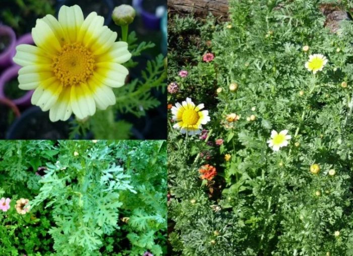 Коронована хризантема сорт Мираж