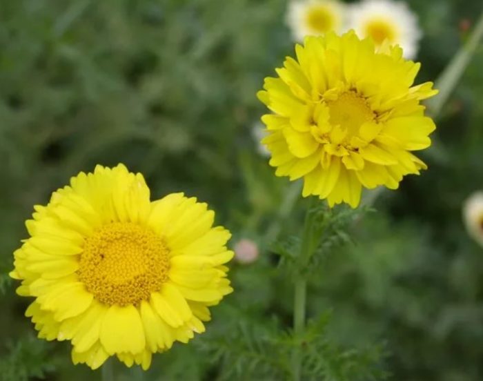 Хризантема коронована сорт Орион