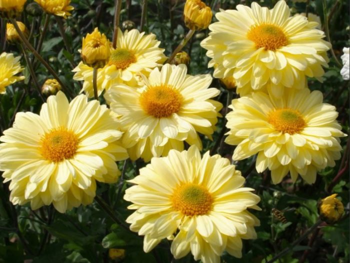 Хризантема коронована от сорт Pimrose Gem