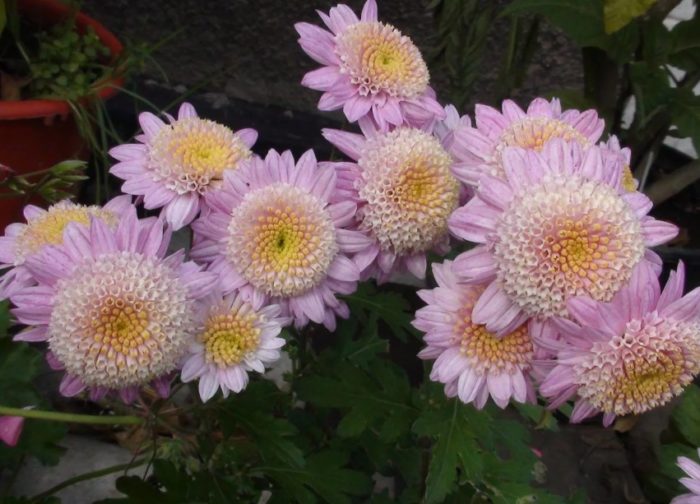 Сорт хризантема Ванилия