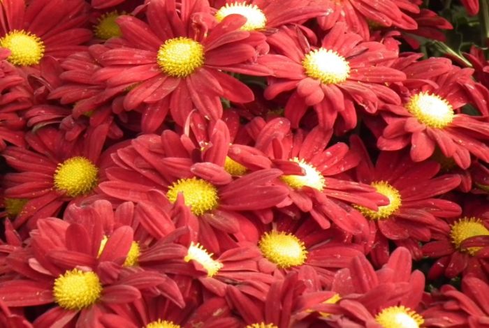 Вечерни светлини на хризантемите