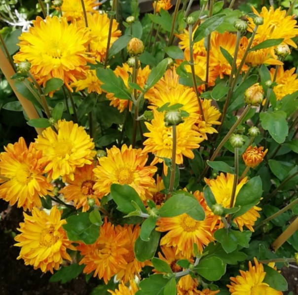 Сорт хризантема "Вечерни светлини"