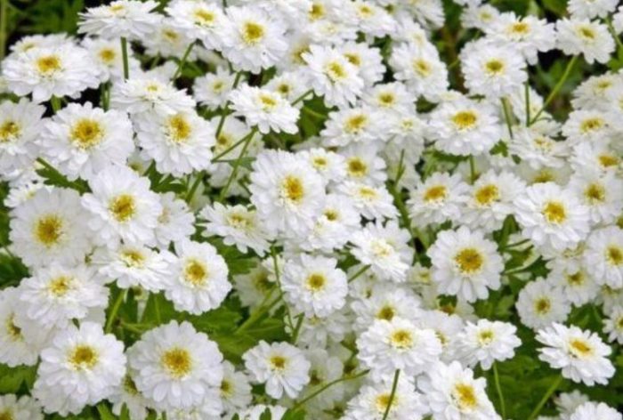 Разнообразие Дева