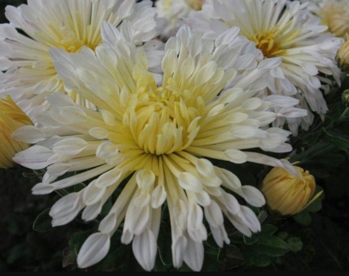 Зимоустойчив сорт Вологодска дантела