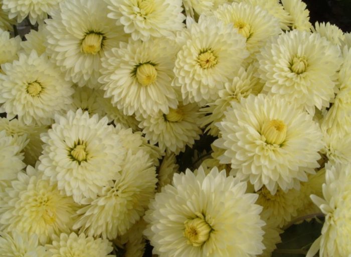 Разнообразието „Вълшебница“