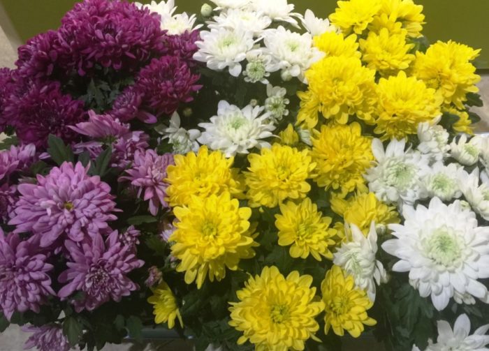 Хризантема сорт Зембла