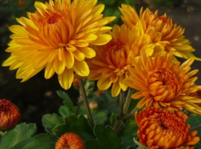Хризантема Златна есен