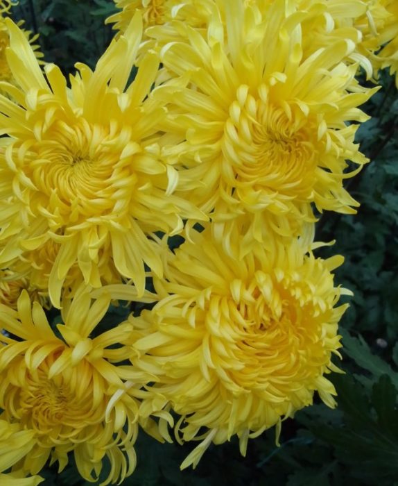 Разнообразие Златно руно