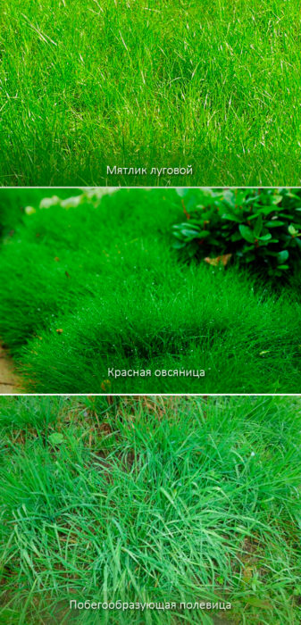 Треви за тревата