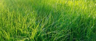 Тревна бентаграс