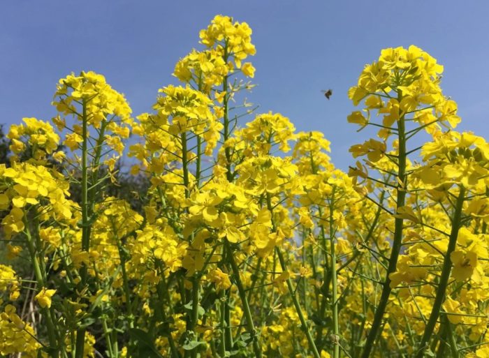 Цъфтеж на горчица