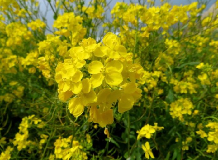 Медена горчица