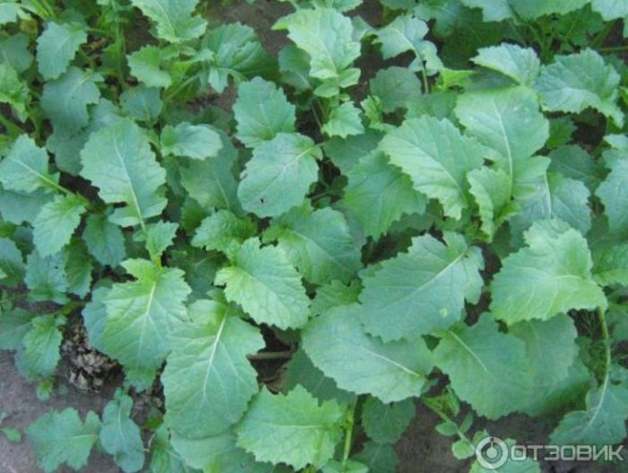 Разсад от горчица