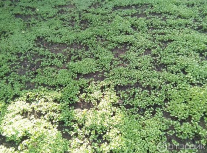 Първите кълнове на горчица