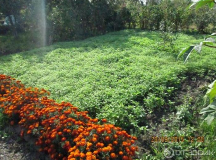 Горчица и цветя