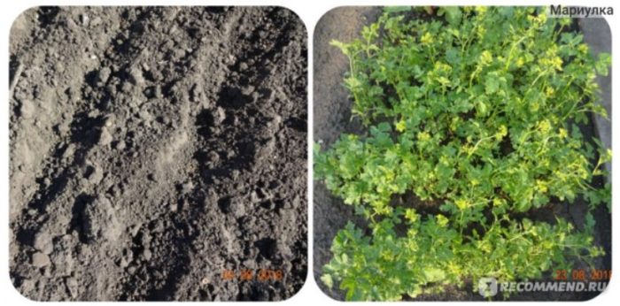 Засяване на горчица и разсад