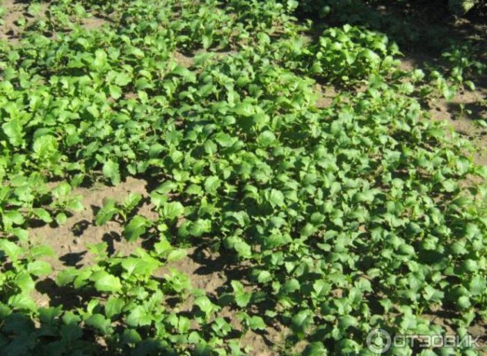 Кълнове от горчица