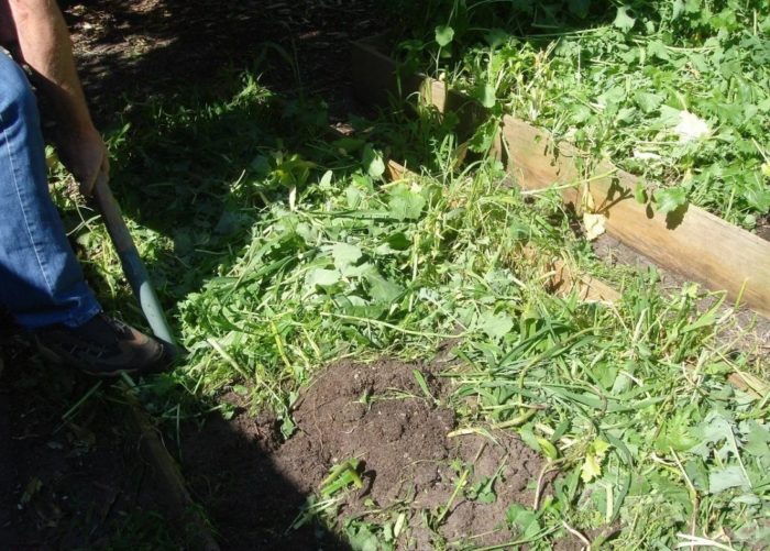 Изкопаване на зелено торене