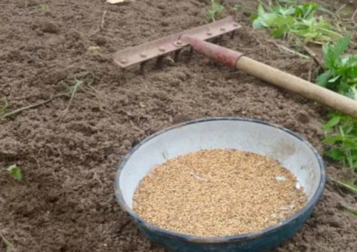 Засяване на горчица