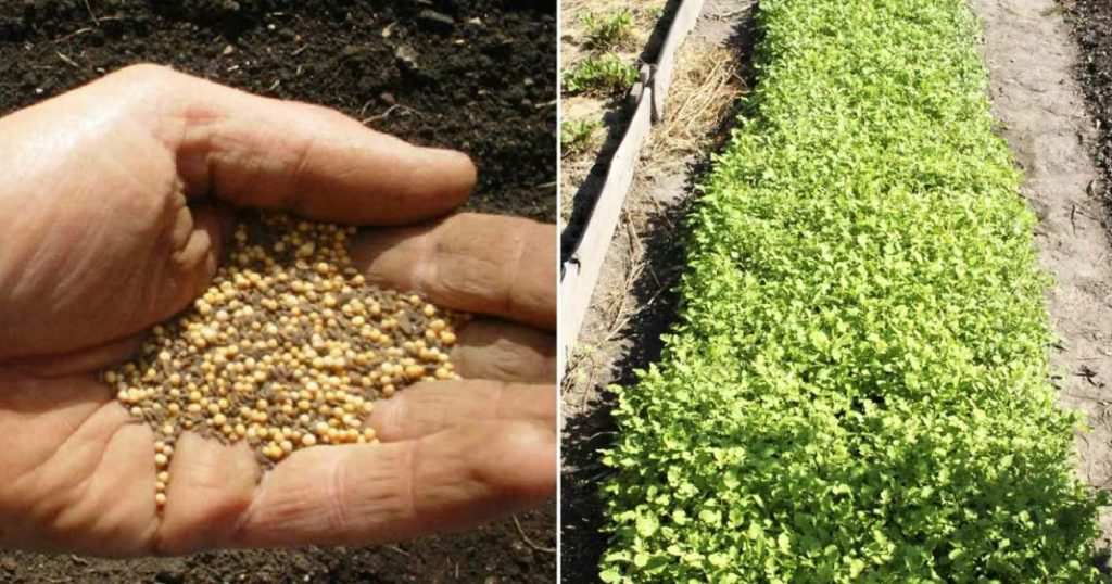 Синапено семе и кълнове