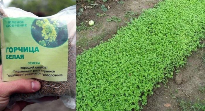 Добри кълнове от горчица